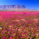 Compartiendo el desierto de Atacama