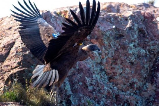 Inauguraron un paseo y mirador de cóndores en los cerros de Sierra Grande