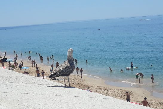 Cine turístico en Sesimbra