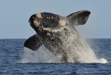 Puerto Madryn: llegan las ballenas de la temporada 2020