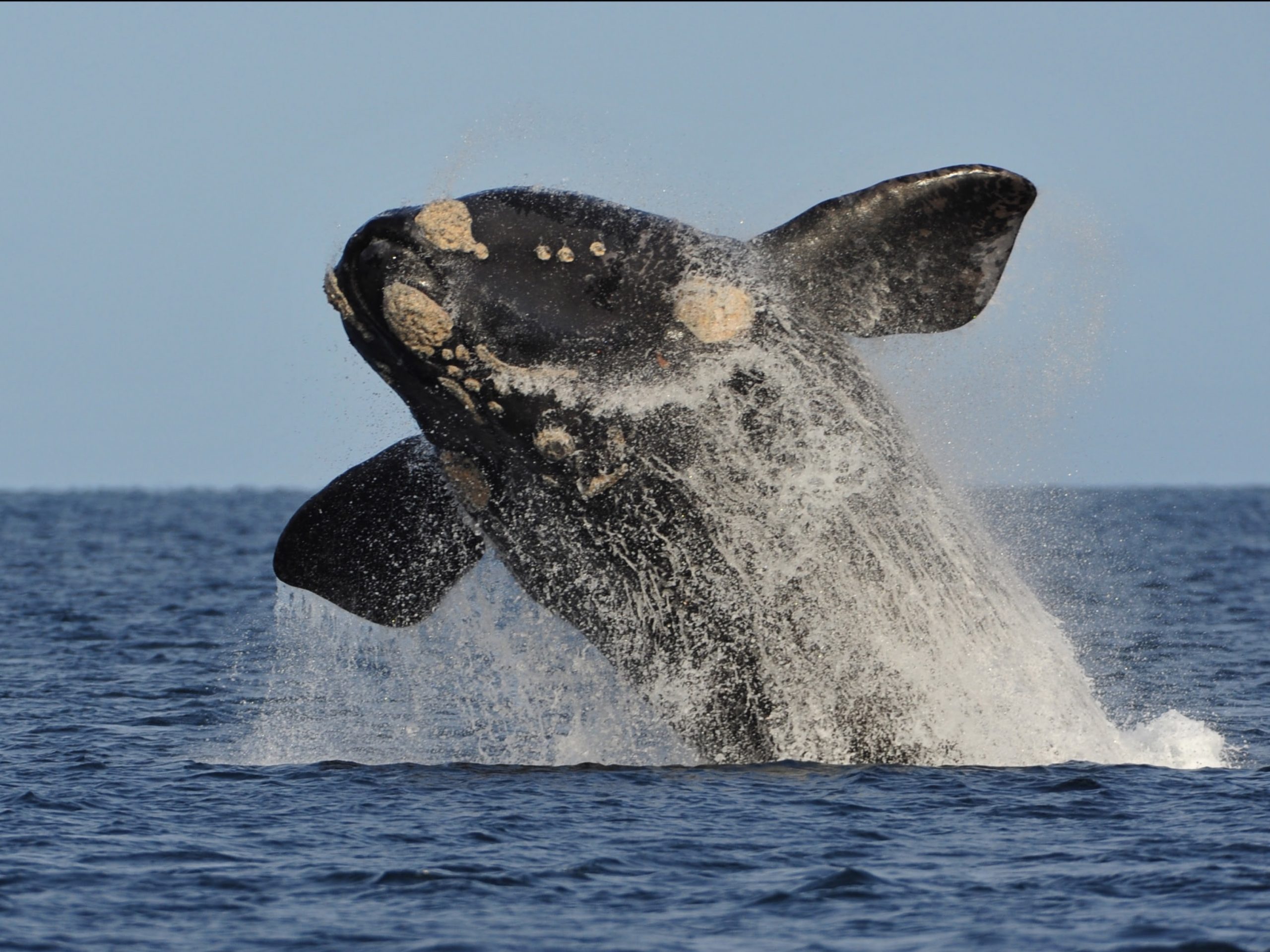 Puerto Madryn Llegan Las Ballenas De La Temporada 2020 Compartiendo Turismo 