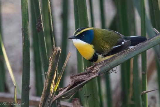 Salta enamora con sus aves y naturaleza