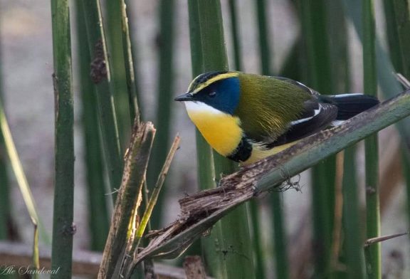 Salta enamora con sus aves y naturaleza