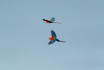 Liberan 5 guacamayos rojos al norte del Gran Parque Iberá para fundar una nueva población silvestre