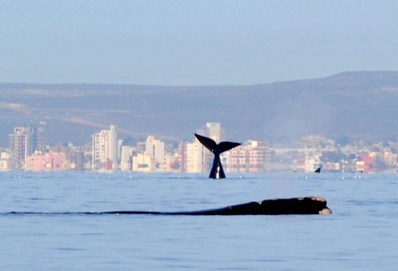 Puerto Madryn compite en los World Travel Awards