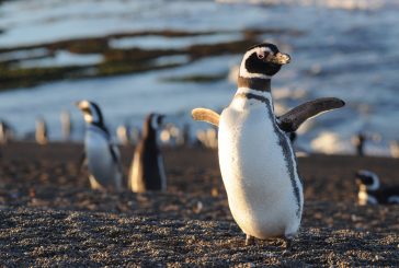 Los pingüinos llegan  a Península Valdés