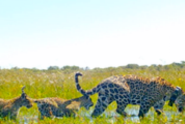 Los yaguaretés  ya viven libres en el Parque Iberá