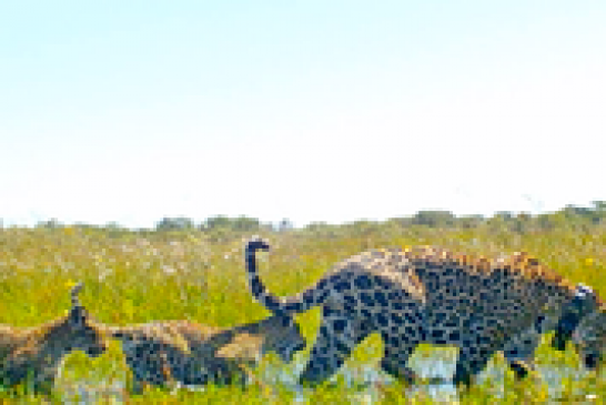 Los yaguaretés  ya viven libres en el Parque Iberá