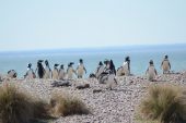 La Ciudad de Bs. As. promociona a Puerto Madryn