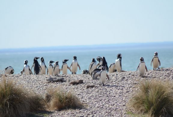 La Ciudad de Bs. As. promociona a Puerto Madryn