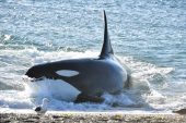 Arrancó la temporada Orcas en Península de Valdez