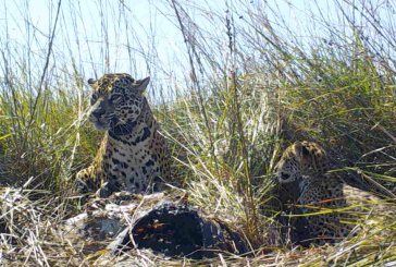 Una nueva familia de yaguaretés silvestres vive libre  en el Parque Iberá