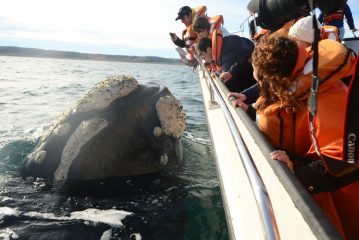 Comienza la temporada  de Ballenas en Puerto  Madryn