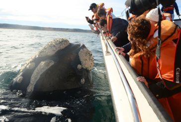 Comienza la temporada  de Ballenas en Puerto  Madryn