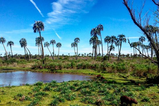 Un acercamiento a la naturaleza en El Parque Nacional El Palmar