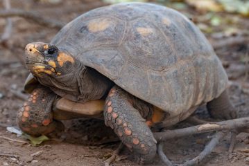 La tortuga yabotí regresa a Argentina