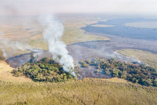 Incendio y pérdidas para la biodiversidad en Iberá