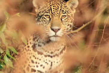 La revista Nature destaca el rewilding en Argentina