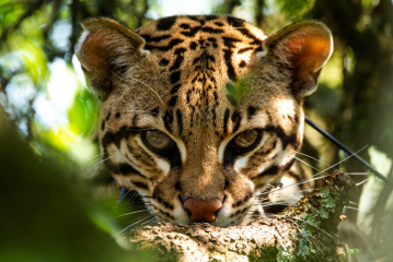 Nuevo libro “Rewilding en la Argentina”