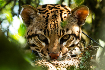 Nuevo libro “Rewilding en la Argentina”