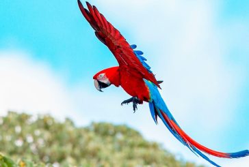 Se liberaron cinco nuevos guacamayos rojos