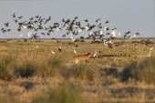 Se creó el Parque Nacional Ansenuza en  Córdoba