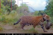 Nacieron yaguaretés silvestres en los Esteros del Iberá por primera vez en más de 70 años