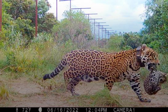 Nacieron yaguaretés silvestres en los Esteros del Iberá por primera vez en más de 70 años