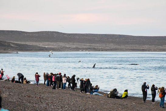 Incremento del 55% en Turismo de Puerto Madryn respecto al 2021