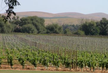 Bodegas para disfrutar el buen vino en la Prov. de Buenos Aires