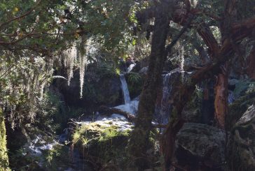 Un bosque de aura irreal oculto en Córdoba