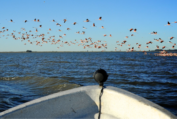 Paseos en lancha por las lagunas bonaerenses