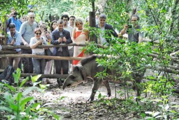 La Reserva de Horco Molle liberó a la tapir Sami