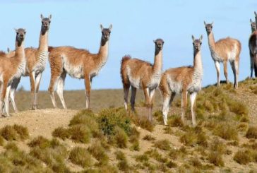 Mueven guanacos desde Santa Cruz a La Pampa