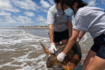 Regresan al mar tres tortugas rescatadas