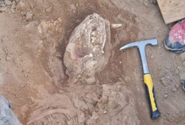 Encontraron el cráneo de un “Tigre de Diente de Sable” de la Era de Hielo 