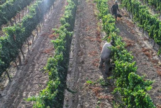 Tragos de autor de la Bodega Jorge Rubio