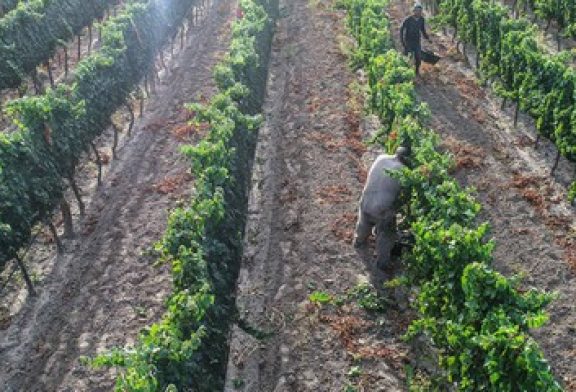 Tragos de autor de la Bodega Jorge Rubio