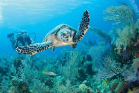 Buceo en las Islas Caimán