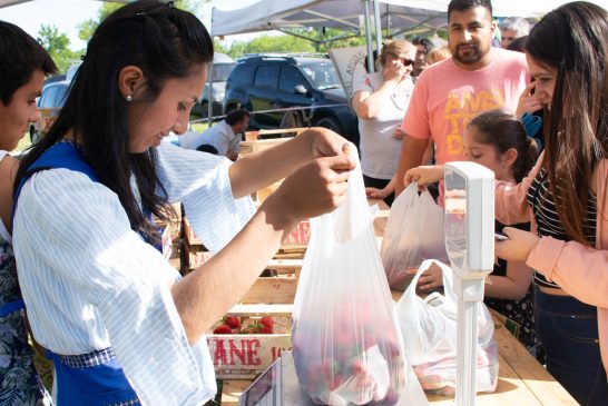 Destinos bonaerenses con las frutillas como protagonistas