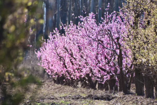 Entre ríos y chacras florecidas, los valles palpitan la primavera