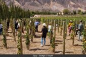 Jujuy | Nueva edición de la vendimia de El Bayeh en la Quebrada de Humahuaca