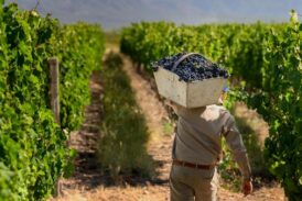En Cachi, los vinos de altura celebran su vendimia
