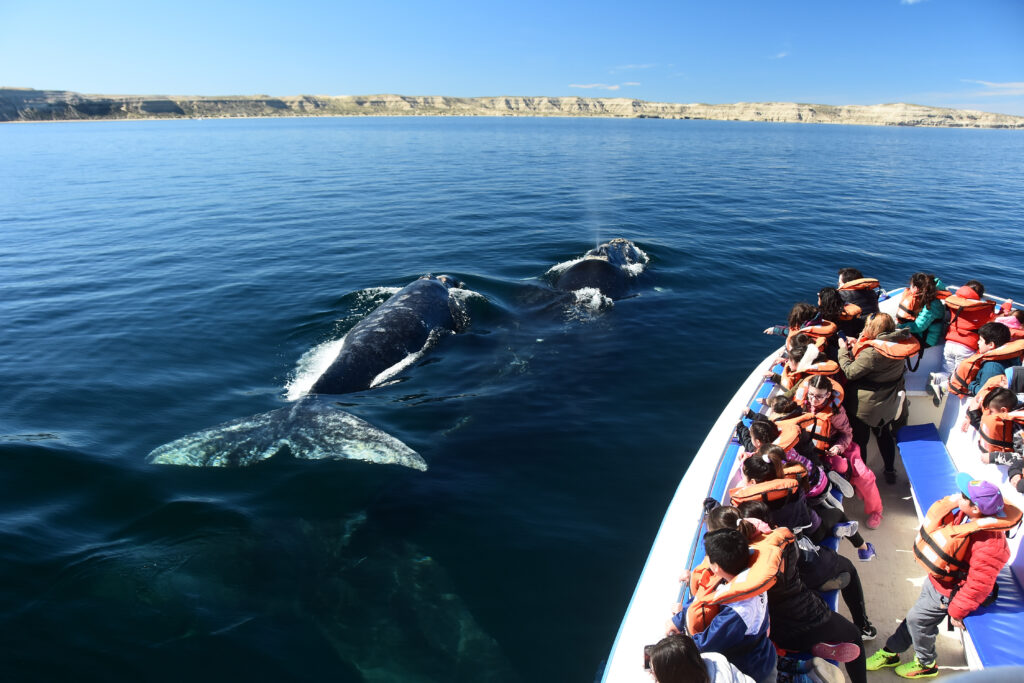 Avistamiento de ballena austral  desde embarcación