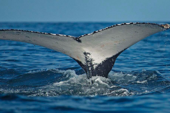 El norte del Perú será el escenario ideal para el avistamiento de ballenas jorobadas desde el próximo 14 de julio