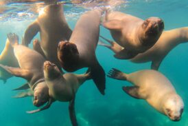 Puerto Madryn en otoño: Un finde largo con orcas, snorkel con lobos marinos y sabores patagónicos